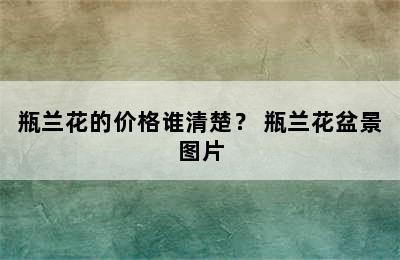 瓶兰花的价格谁清楚？ 瓶兰花盆景图片